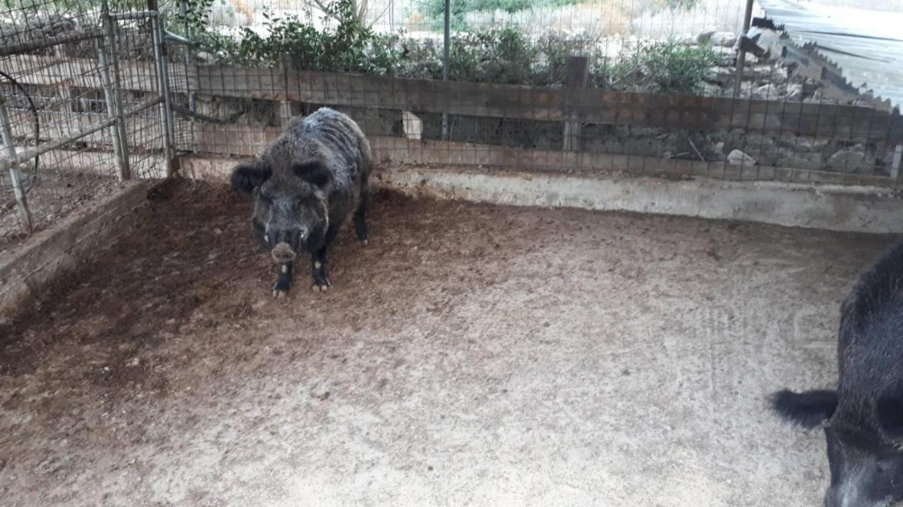 Mediterranean Garden Villa Vathí エクステリア 写真