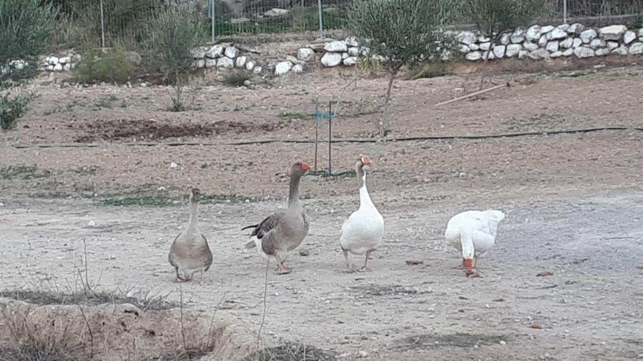 Mediterranean Garden Villa Vathí エクステリア 写真